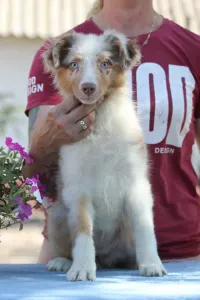 Ausztrál juhászkutya - Dailos Worth The Wait