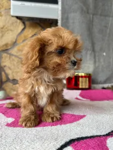Cavapoo - Nara