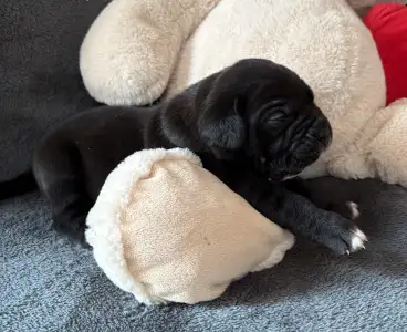 Cane Corso Italiano - Sarah