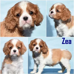 Cavalier King Charles spániel - Zea