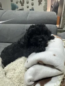 Poodle Miniature - Chloe