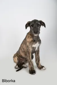 Irischer Wolfshund - Bìborka