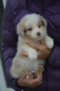 Border Collie - Blue