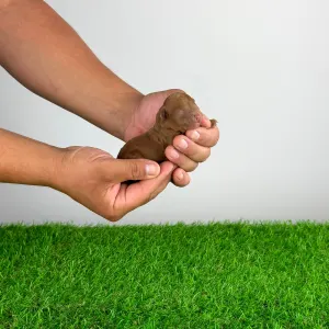 Caniche Toy - Xell