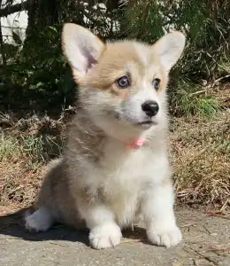 Pembroke Welsh Corgi - Nina
