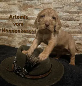 Hungarian Wire-haired Vizsla - Artemis Vom Hunnenkessel