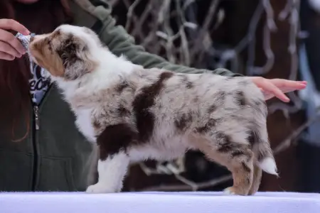 Miniature American Shepherd - Winstead One More Heart For The Ranch