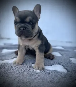 French Bulldog - Neo