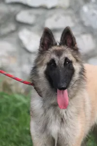 Belgian Shepherd Dog - Zsömi