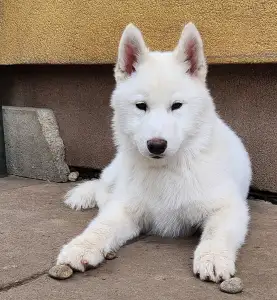 Siberian Husky - Ametiszt Of Polar Moonlights