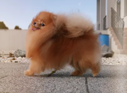 Pomeranian - Capone