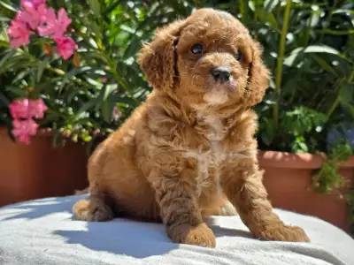 Cavapoo - Artheon