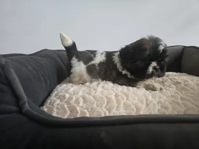 Shih Tzu - Karla