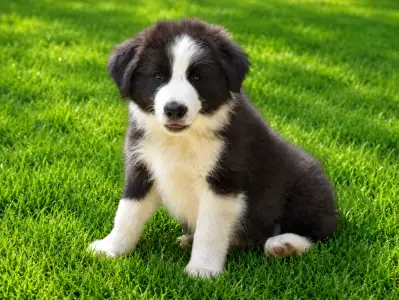 Border Collie - Dj Fmg