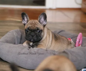 Buldog francuski - Yara