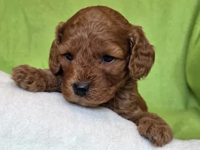 Cavapoo - Jonathan