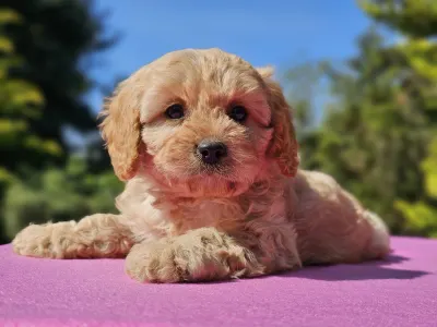 Cavapoo - Fabio