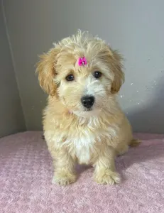 Maltipoo - Thalia