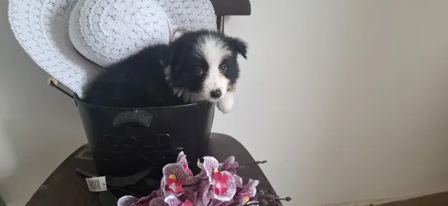 Border Collie - Mini