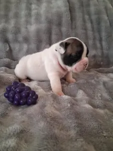 Bulldog francez - Huda From Lilis Breed
