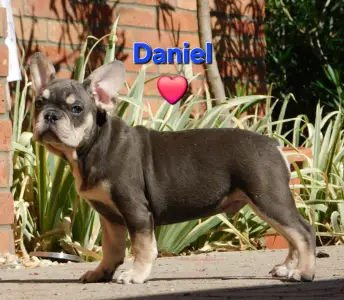 French Bulldog - Daniel