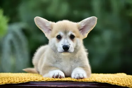 Corgi galez Pembroke - Gingers Heritage Joy Of Lefkada