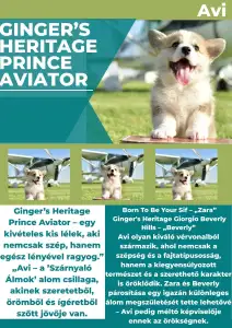 Welsh Corgi Pembroke - Gingers Heritage Prince Aviator