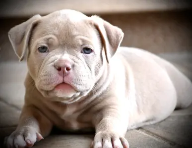Amerikai Bully - Pocket - Zaria