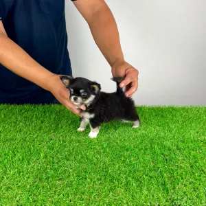 Chihuahua - Nici