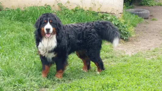 Bernese Mountain Dog - Eddie