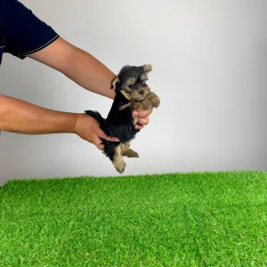 Yorkshire terrier - Emios
