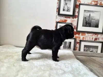 Pug - Quick Kiss