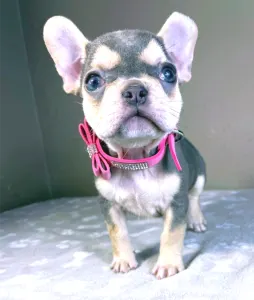 French Bulldog - Amelie