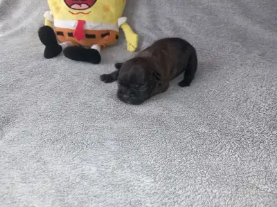 Francia bulldog - Miora Frenchie Ramses