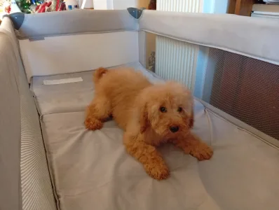 Pudeli de jucarie si pitici - Suzy