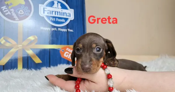 Teckel - Greta
