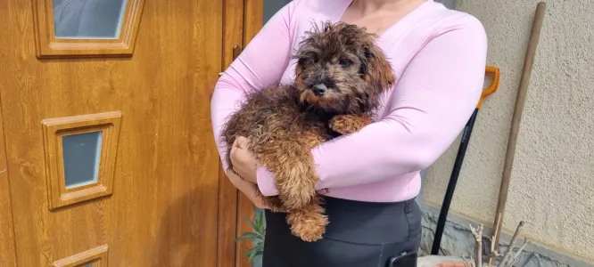 Trpasličí pudl - Dió