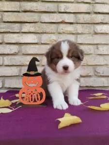 Ausztrál juhászkutya - Caramel Frappe 