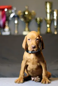 Wyżeł węgierski krótkowłosy - Pörgelóci Lamborghini