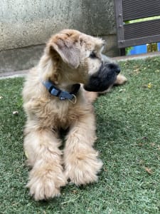 Wheaten terrier cu blana moale - Elemér