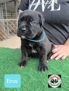 Cane Corso - Eros