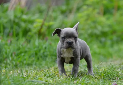 Bulldog francez - Montclair