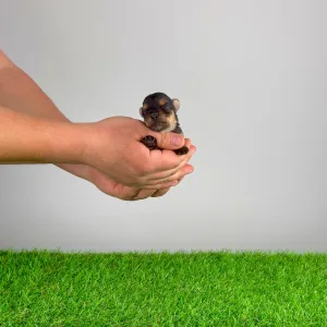 Yorkshire Terrier - Sofie