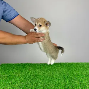Welsh Corgi Pembroke - Rina