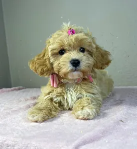 Maltipoo - Friderika