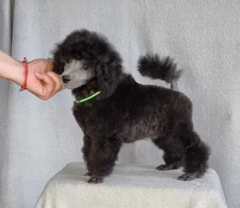 Poodle Miniature - Kevin