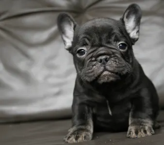 Francia bulldog - Wednesday