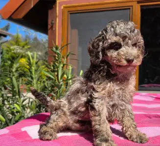 Cavapoo - Choco-Bunny