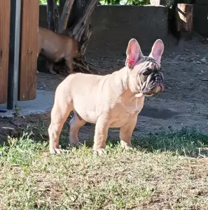 Buldog francuski - Elmo