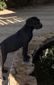Cane Corso Italiano - Teresa